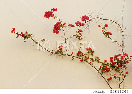 red Flowers on the wall of the house red Flowers on the wall of the house 39311242