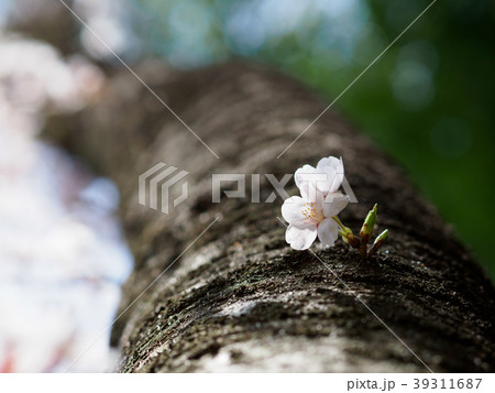 幹から咲いた桜花 39311687