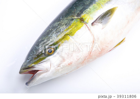 ブリ（鰤）　食材 39311806