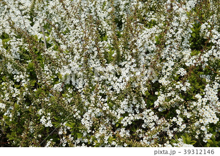 ユキヤナギ 39312146