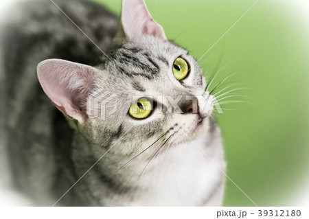 猫物語 猫物語 39312180