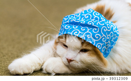 猫物語 猫物語 39312309