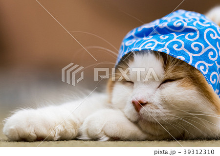 猫物語 猫物語 39312310