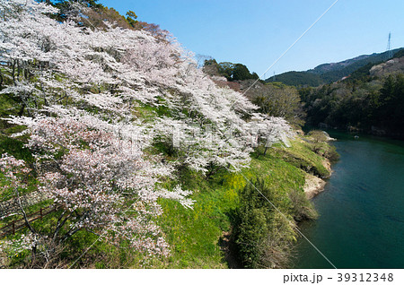 桜淵公園 桜 桜淵公園 桜 39312348
