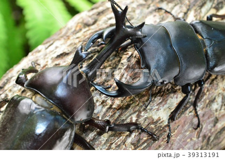 国産オオクワガタVS国産カブト虫の森林の樹木の上でのバトル 39313191