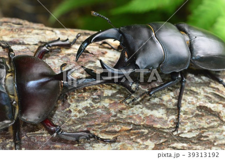 国産オオクワガタVS国産カブト虫の森林の樹木の上でのバトル 39313192