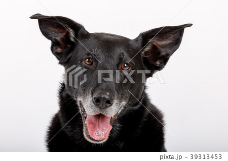 friendly and adorable crossbreed dog friendly and adorable crossbreed dog 39313453