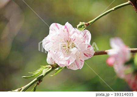 枝垂れ源平桃の花 枝垂れ源平桃の花 39314035