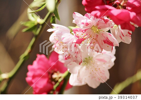 枝垂れ源平桃の花 枝垂れ源平桃の花 39314037