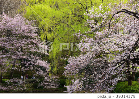 桜と柳の若葉 39314379