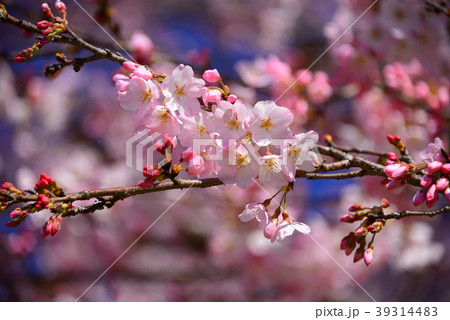 桜 桜 39314483