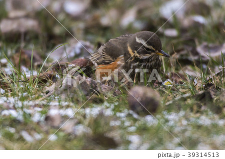 A redwing is searching for fodder 39314513