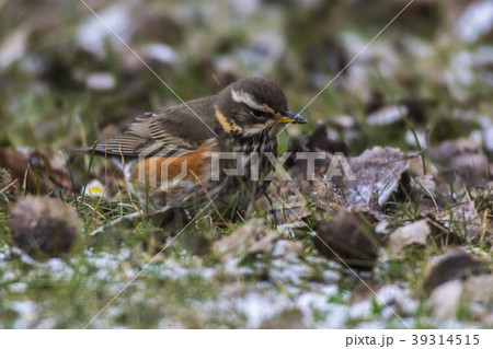 A redwing is searching for fodder 39314515