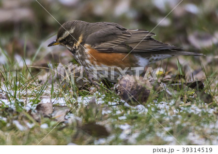 A redwing is searching for fodder 39314519