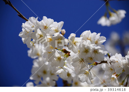 桜 桜 39314618