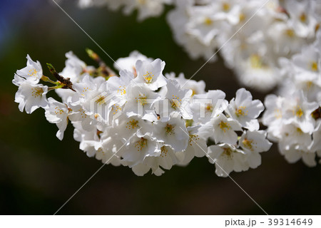 桜 桜 39314649