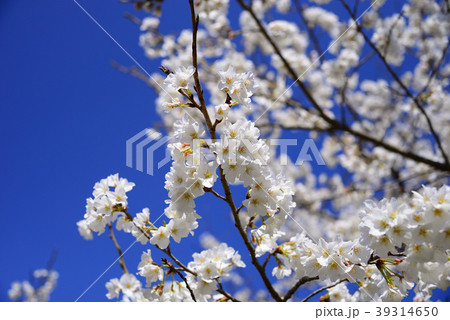 桜 桜 39314650
