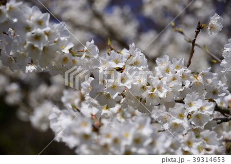 桜 桜 39314653