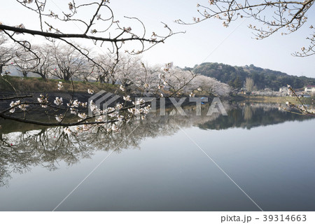 立岡自然公園 桜の公園の写真素材