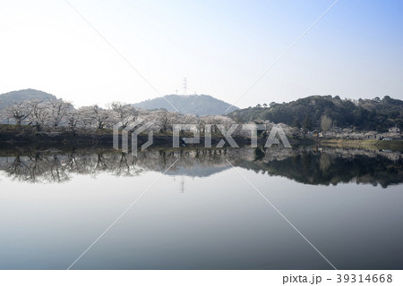 立岡自然公園　桜の公園 39314668