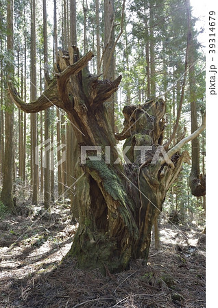 株杉の森 39314679