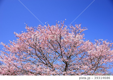 桜と青空 桜と青空 39314686