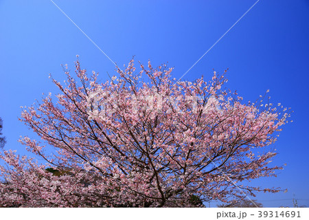 桜と青空 桜と青空 39314691