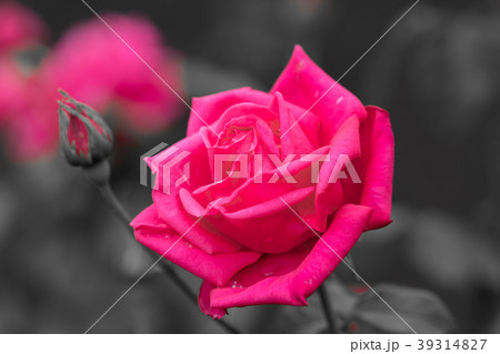 花物語 花物語 39314827