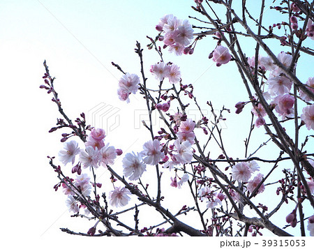 彼岸桜 39315053