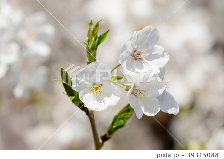 桜の花と新芽 39315088