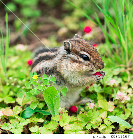 りす物語の写真素材