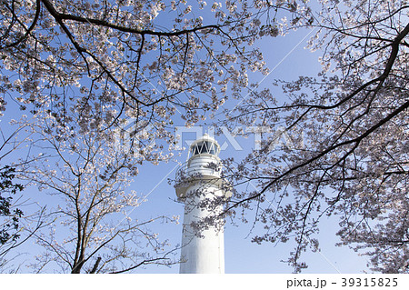 荒尾市 四ツ山神社の桜、 荒尾市 四ツ山神社の桜、 39315825