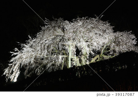 奥山田のしだれ桜 奥山田のしだれ桜 39317087