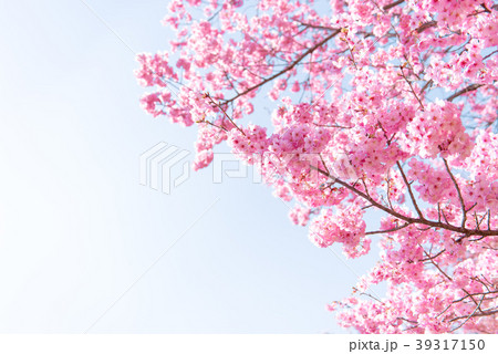 桜 さくら ヨウコウ 桜 さくら ヨウコウ 39317150