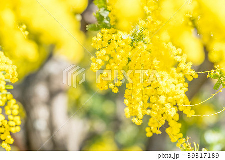 【東京都】アカシアの花 39317189