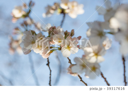 明け方の桜 39317616