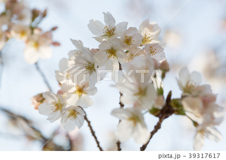明け方の桜 明け方の桜 39317617
