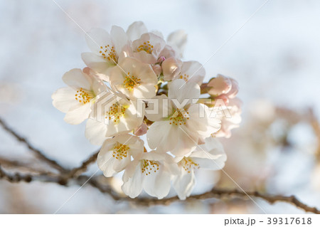 明け方の桜 明け方の桜 39317618