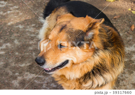 Sheepdog lies on the ground Sheepdog lies on the ground 39317660