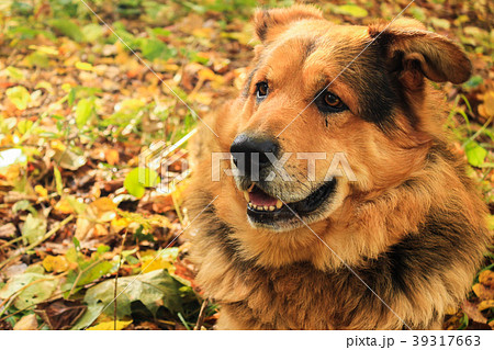 Sheepdog close-up in the forest Sheepdog close-up in the forest 39317663