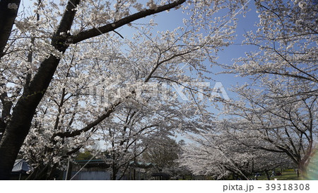 公園の桜 5 公園の桜 5 39318308