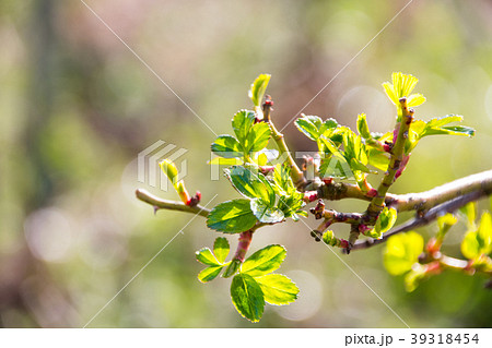 バラの新芽3 39318454