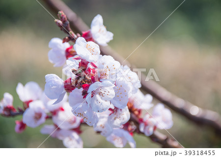杏の花1 39318455