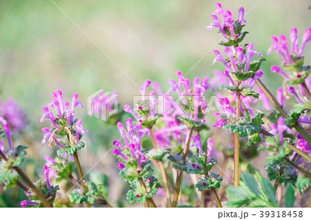 ホトケノザ 39318458