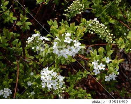雪柳 ゆきやなぎ ユキヤナギ コゴメバナ 小米花 コゴメヤナギ 花 flower 白 whtie 雪柳 ゆきやなぎ ユキヤナギ コゴメバナ 小米花 コゴメヤナギ 花 flower 白 whtie 39318499