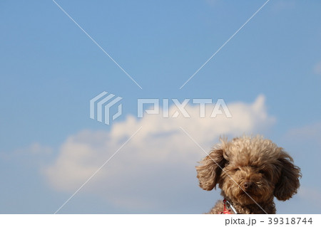 青空と犬 39318744
