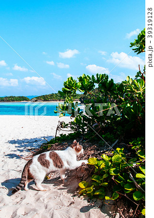 Cat walking on beach Kabira Bay, Ishigaki, Okinawa Cat walking on beach Kabira Bay, Ishigaki, Okinawa 39319128