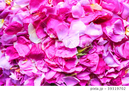 Pink rose petals Pink rose petals 39319702