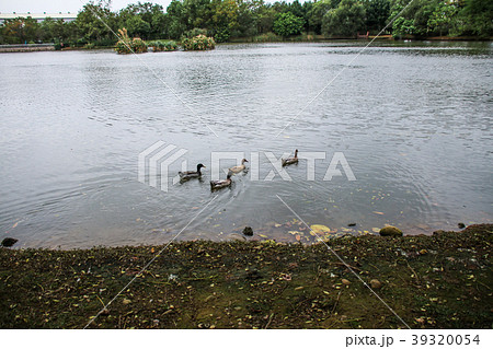 アヒル あひる 鴨 39320054