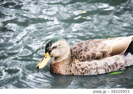 アヒル あひる 鴨 39320055